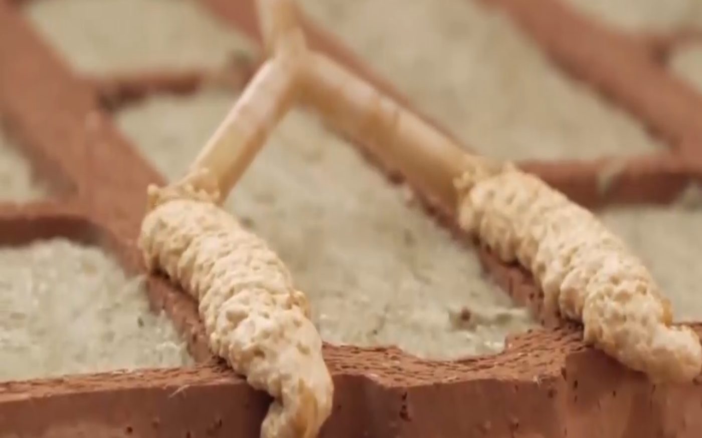 Santier_Corbeanca_Paradisul_Verde_zidarie_Porotherm_Profi_08