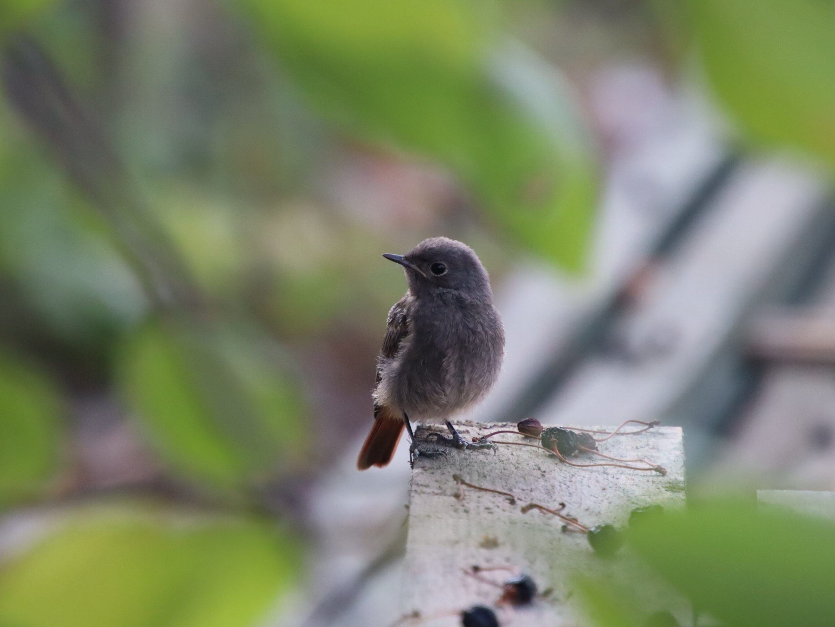 RO_MKT_PHO_Codroșul de munte