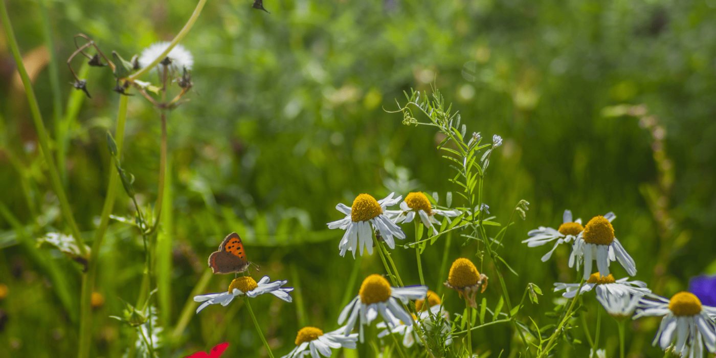 RO_MKT_Hero_Biodiversitate